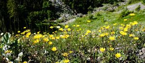 Arnikafeld am Weg zur Alpe Laguz