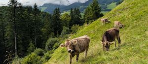 Das Vieh ist schon wieder zurück von der Alpe Oberpartnom