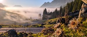Silberdisteln bei der Alpe Laguz